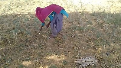 Desi Indian boyfriend fucks her while working in the field